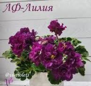 LF-Liliya - LF-Liliya