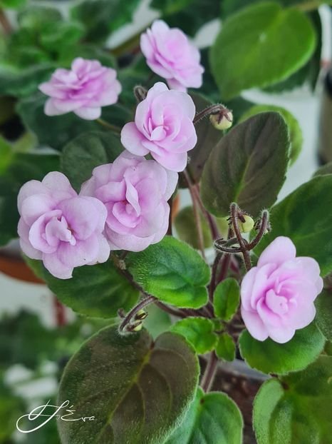  - Rob s Vanilla Trail