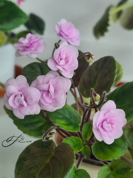  - Rob s Vanilla Trail