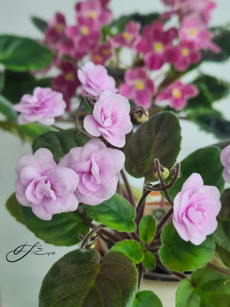  - Rob s Vanilla Trail