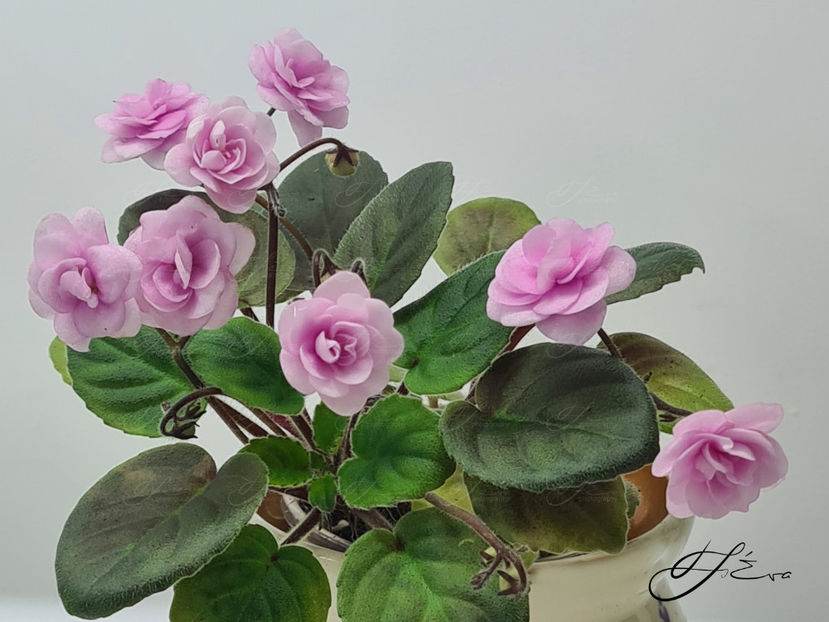  - Rob s Vanilla Trail