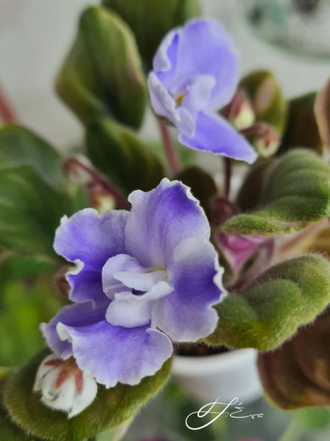  - OS-Zhemchug Iskanyi