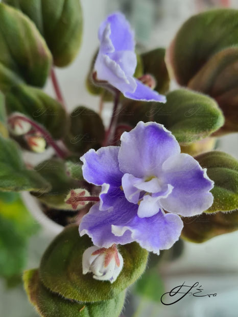  - OS-Zhemchug Iskanyi