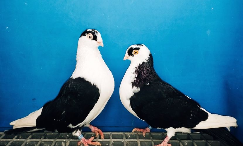 Perechea  20 - B - Perechi 2025