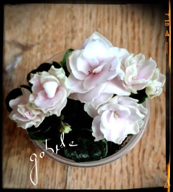 Petite Blarney - A Violete mini si semimini