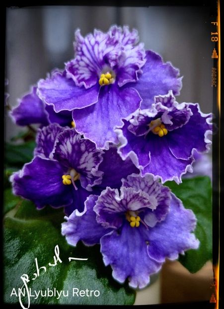 AN Lyublyu Retro - AA violete africane de colectie