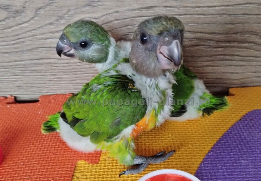 Senegal-7 - papagali blanzi Senegal