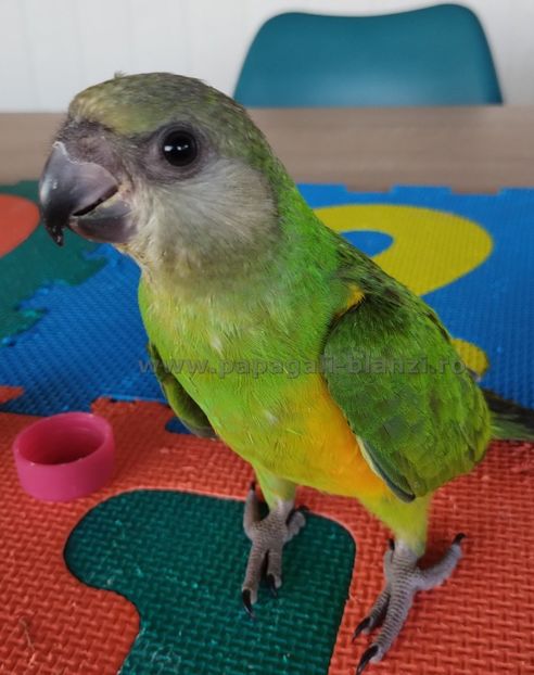 Senegal-11 - papagali blanzi Senegal