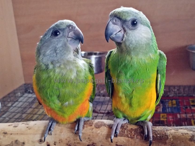 Senegal-13 - papagali blanzi Senegal