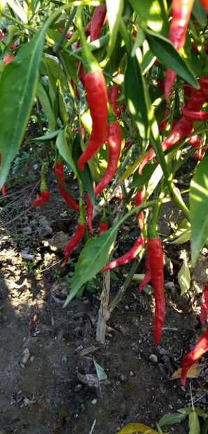 WhatsApp Image 2024-12-27 at 11.51.24 - -ARDEI IUTI