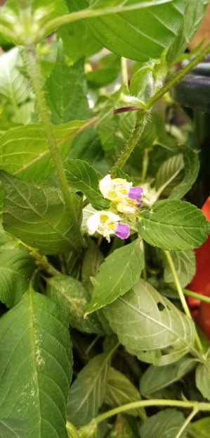  - -ZEABRA - GALEOPSIS SPECIOSA