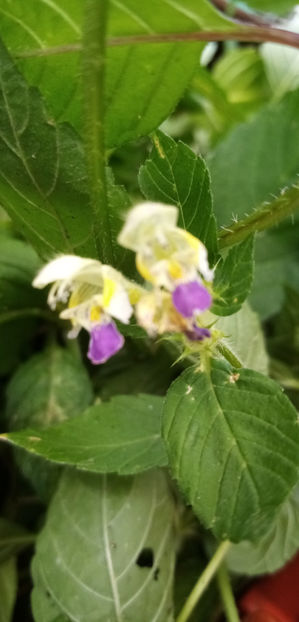  - -ZEABRA - GALEOPSIS SPECIOSA