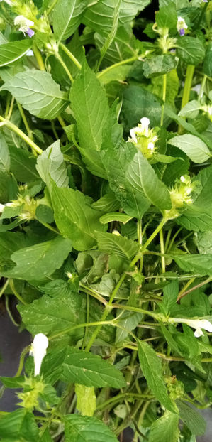  - -ZEABRA - GALEOPSIS SPECIOSA