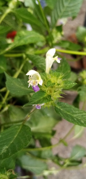  - -ZEABRA - GALEOPSIS SPECIOSA