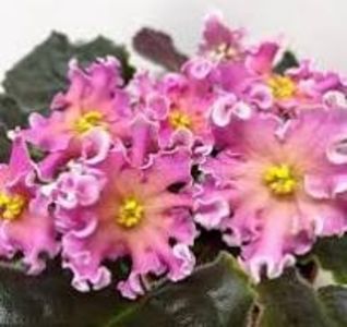 AV-Yantarnaya Komnata - AV-Yantarnaya Komnata