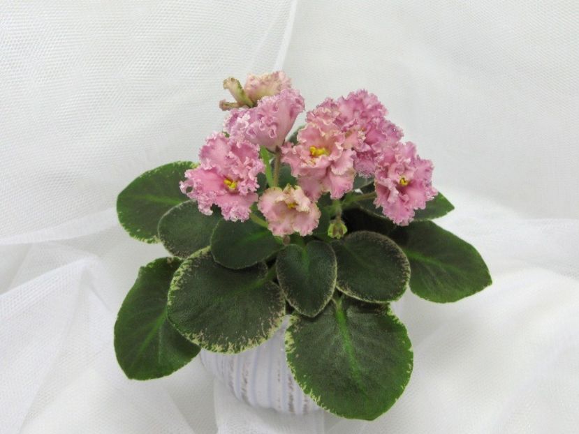 N-Filigranj - N-Filigranj