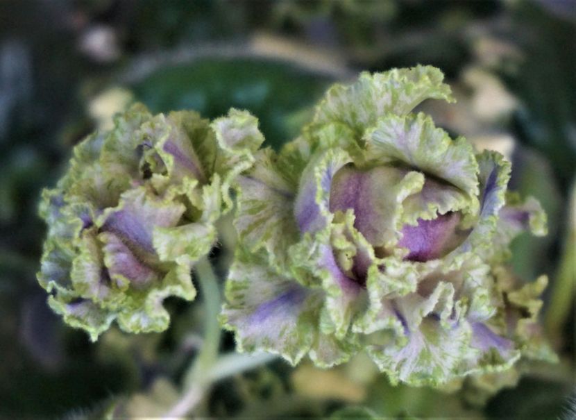 PT-Elj-Hmelj - PT-Elj-Hmelj