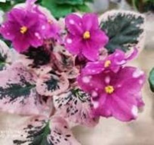 Rivermist Calypso - Rivermist Calypso