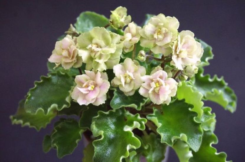 Allegro Peaches ´n´ Green - Allegro Peaches n Green