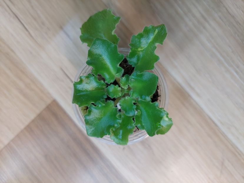  - Allegro Peaches n Green