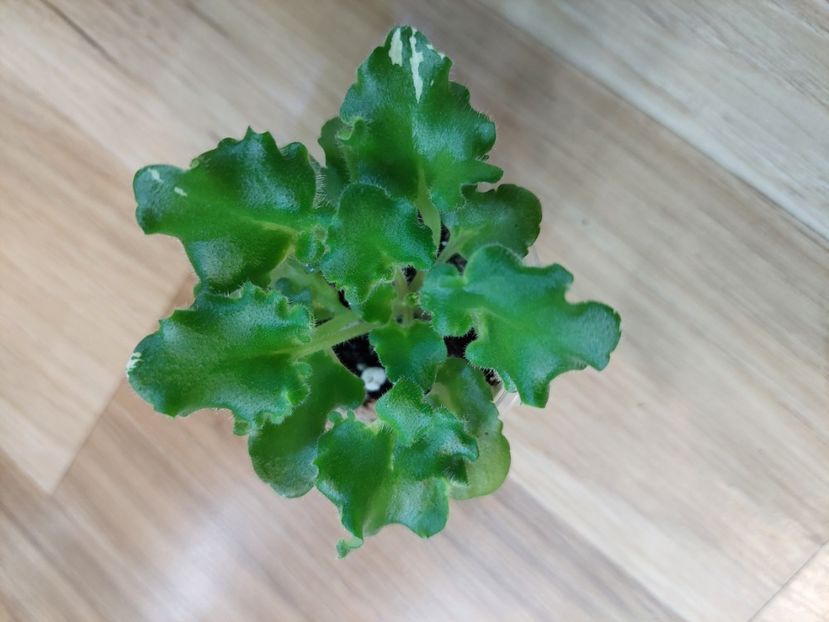  - AV-Kontroljniy Vistrel