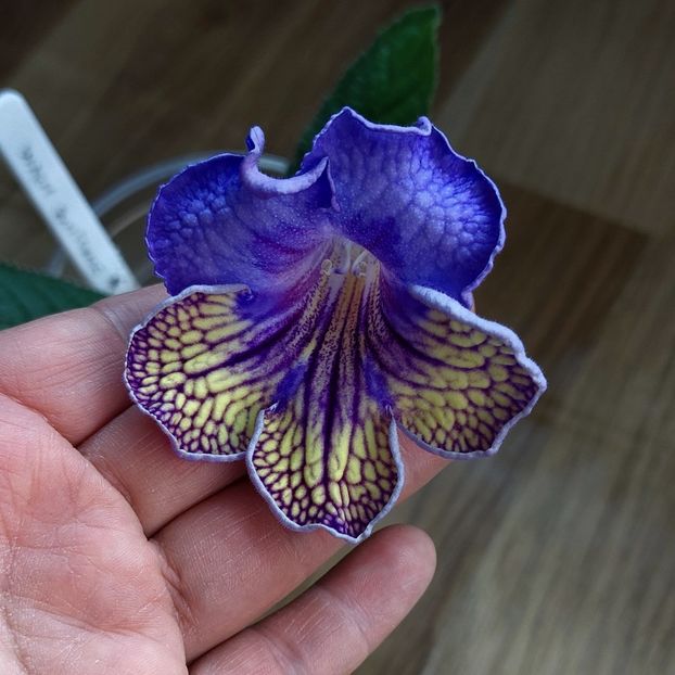 Maciej - Streptocarpus