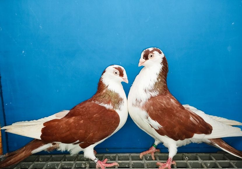 Perechea - B - Perechi 2025