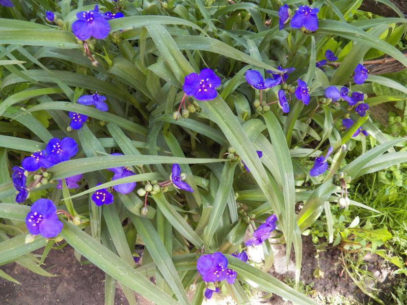 Picture 440 - -ZORI DE ZI - TRADESCANTIA ANDERSONIANA BLUE SHADE