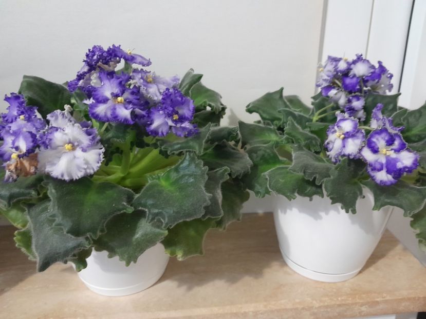 Curlie ocean - Violete