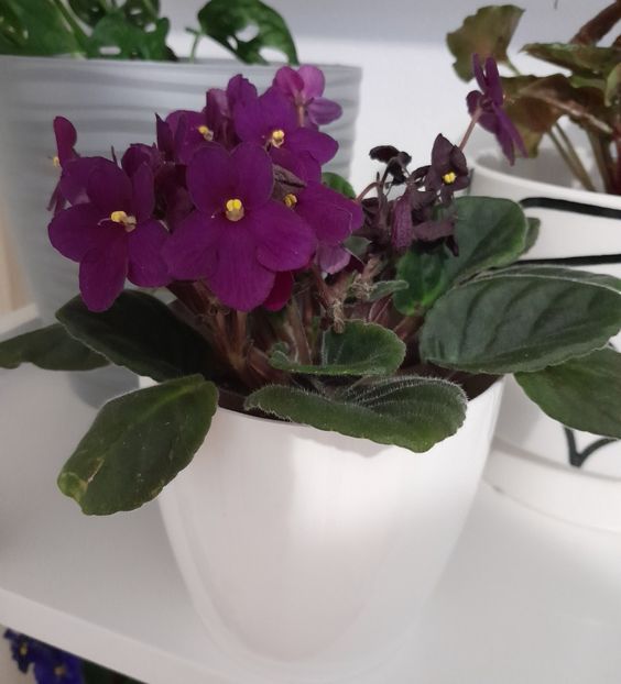  - Violete