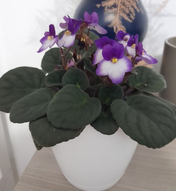  - Violete