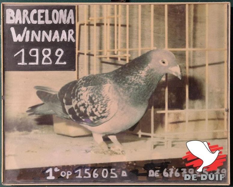 peersman-ferdinant-2024-5 (1) - Barcelona internațional