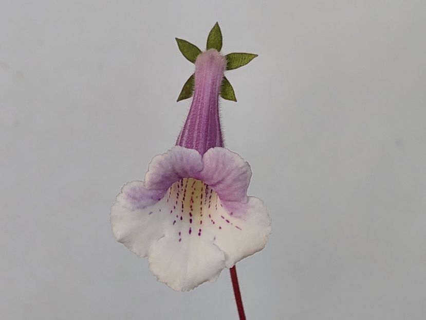 Leo B (30-01-2025) - Sinningii 2025