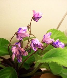 bol's evening irja - aaa CUMPAR pui sau frunze de Violete africane
