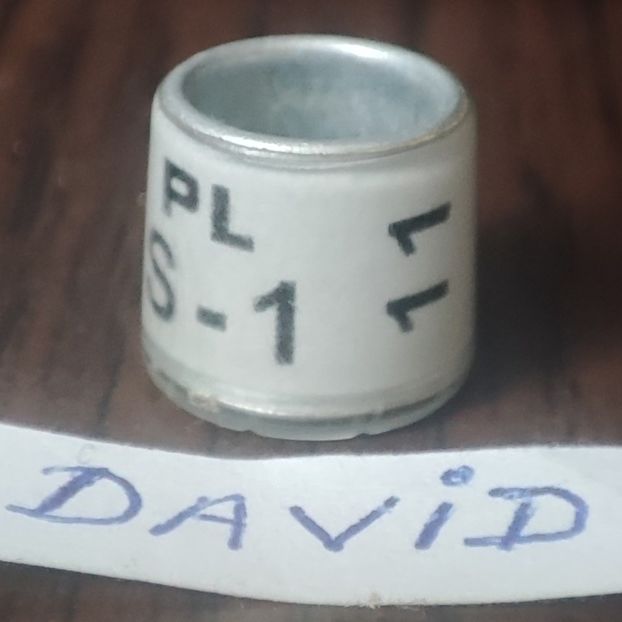 2011-Polonia - Polonia