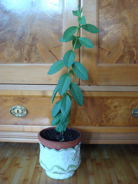 30.01.2025 - Guava