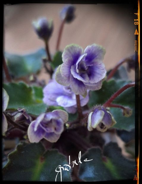  - Persian Lace