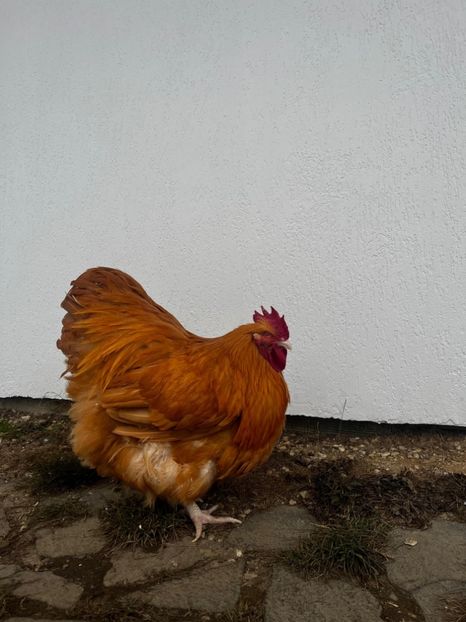 30.01.2025 - G ORPINGTON GALBEN