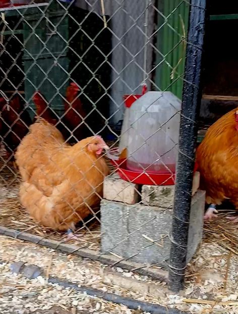 30.01.2025 - G ORPINGTON GALBEN