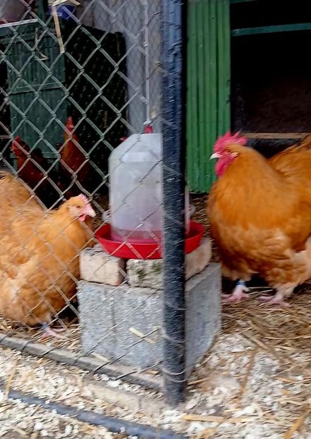 30.01.2025 - G ORPINGTON GALBEN