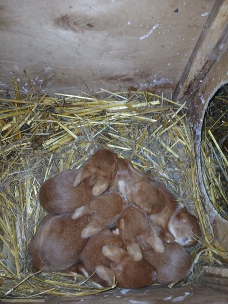 WhatsApp Image 2025-01-30 at 20.04.37_58ef9017 - CUIBURI DE IEPURAS