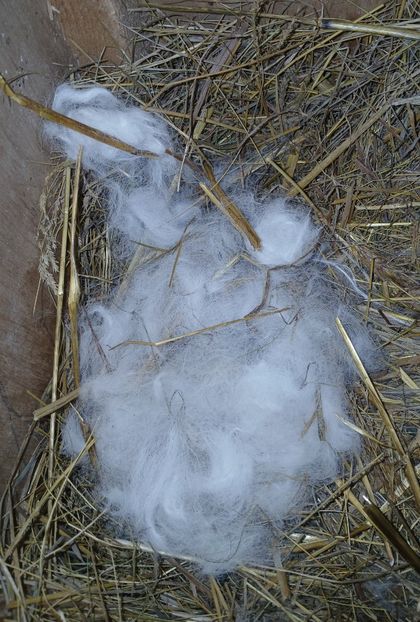 WhatsApp Image 2025-01-30 at 20.04.39_1549f7ef - CUIBURI DE IEPURAS