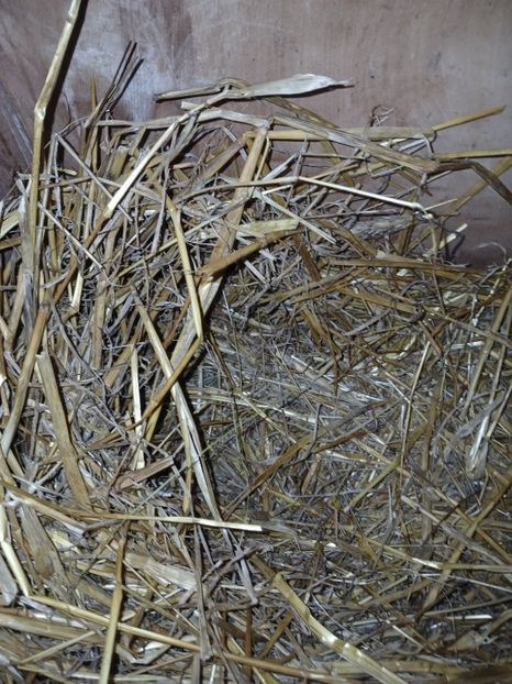 WhatsApp Image 2025-01-30 at 20.04.39_beecccd1 - CUIBURI DE IEPURAS