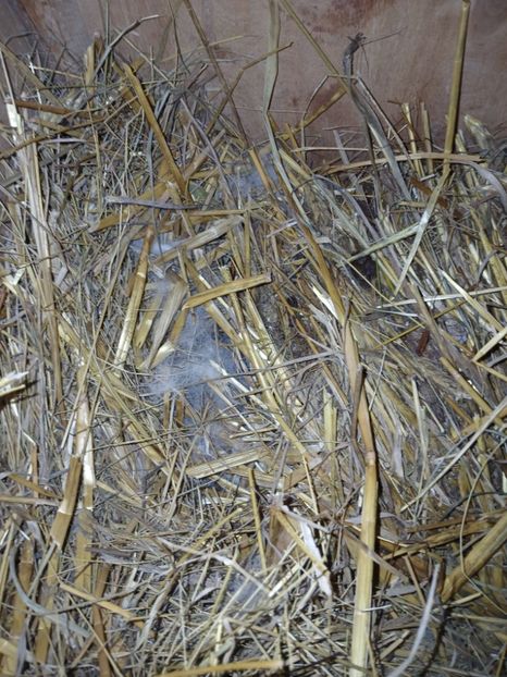 WhatsApp Image 2025-01-30 at 20.04.40_f7474571 - CUIBURI DE IEPURAS