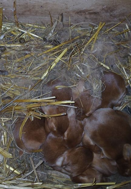 WhatsApp Image 2025-01-30 at 20.04.40_fb1158e6 - CUIBURI DE IEPURAS