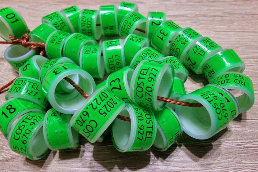  - 1-A-INELE PERSONALIZATE 2025