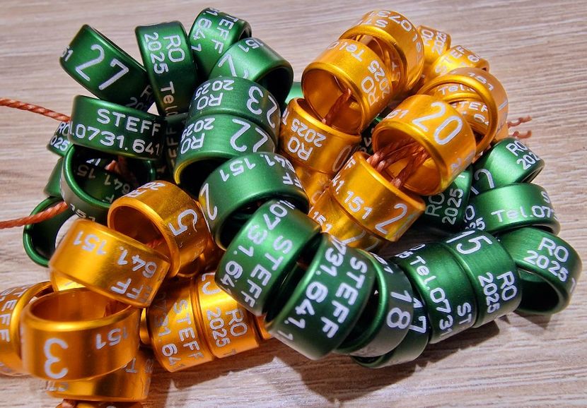  - 1-A-INELE PERSONALIZATE 2025