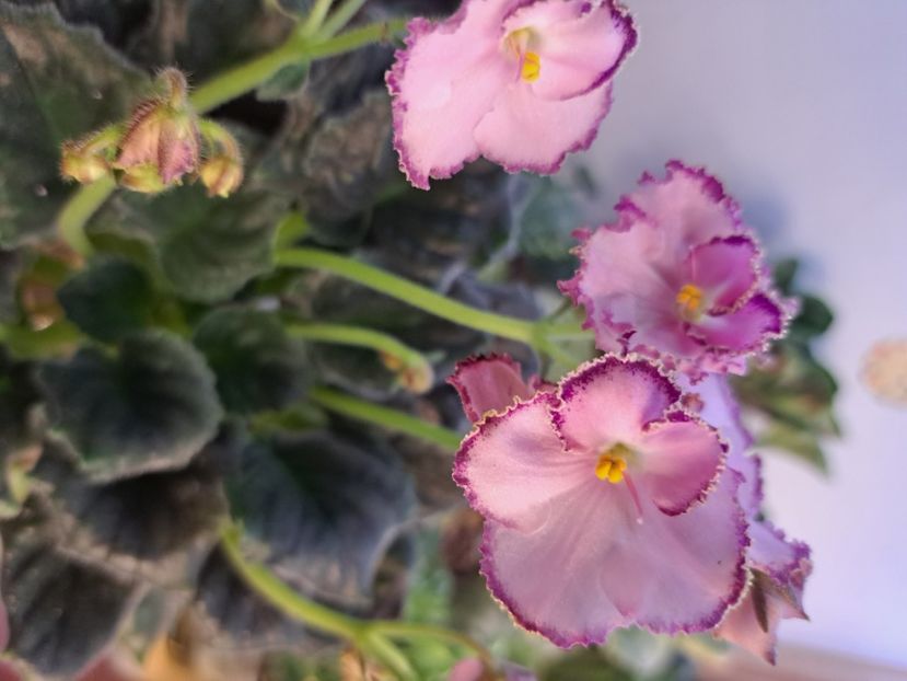  - Violeta LE Mon Sen Mishel