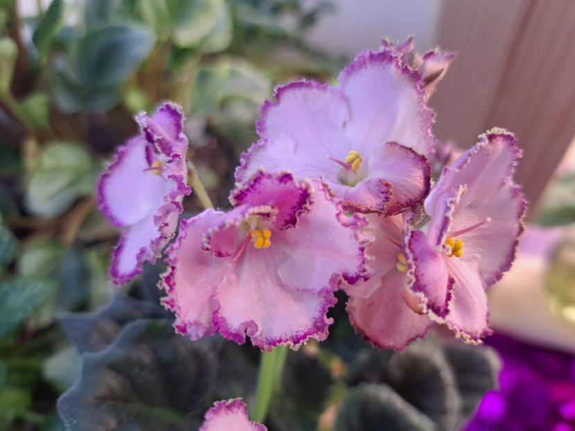  - Violeta LE Mon Sen Mishel