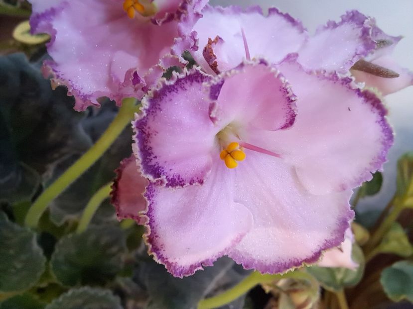  - Violeta LE Mon Sen Mishel